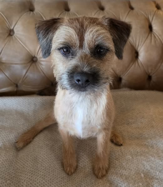 Border terrier with a hand-stripped coat sitting against a tan leather headboard