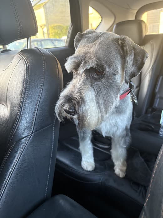 Grey schnauzer with a neatly trimmed beard after a groom