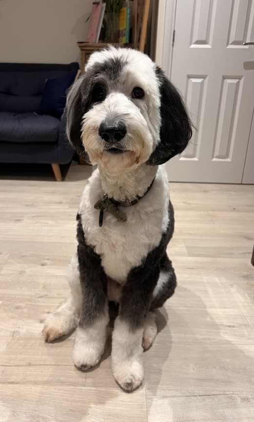Black and white sheepadoodle with a neatly trimmed face and legs